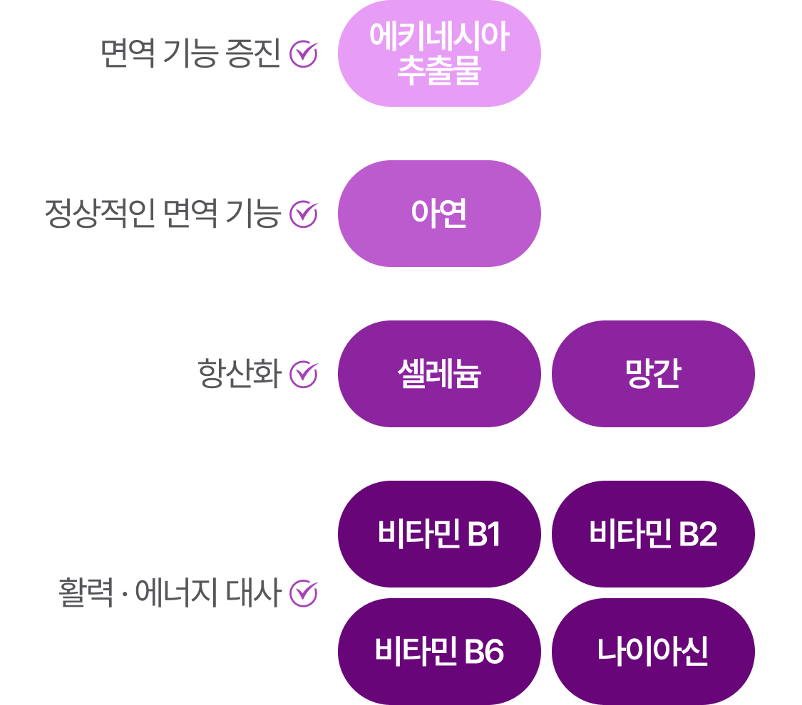 면역 기능 증진 - 에키네시아추출물 / 정상적인 면역 기능 - 아연 / 항산화 - 셀레늄, 망간 / 활력&middot;에너지 대사 - 비타민B1, 비타민B2, 비타민B6, 나이아신