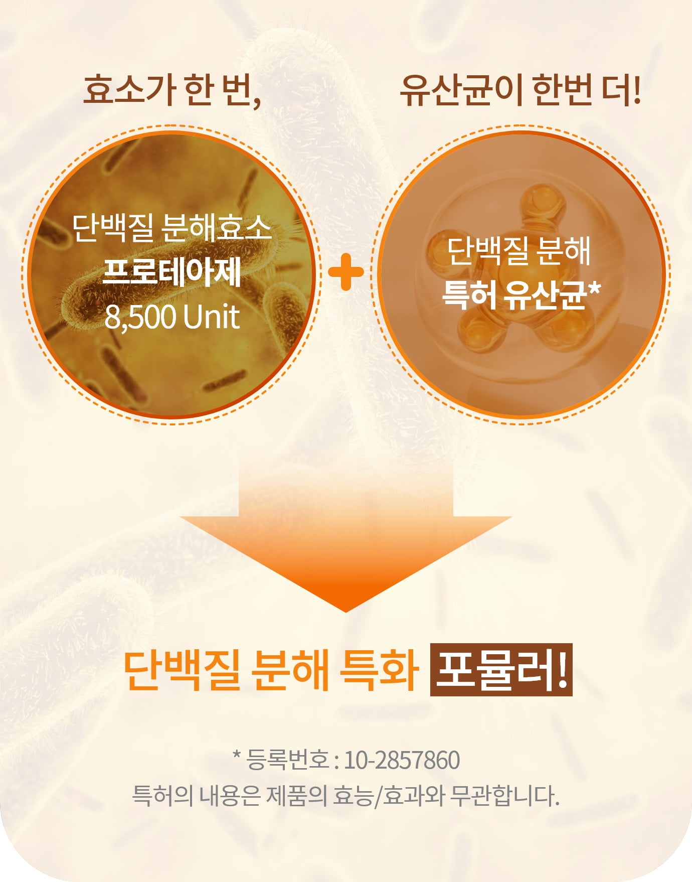 효소가 한 번, 단백질 분해효소 프로테아제 8,500 Unit + 유산균이 한번 더! 단백질 분해 특허 유산균* -> 단백질 분해 특화 포불러! *등록번호 : 10-2857860 특허의 내용은 제품의 효능/효과와 무관합니다.