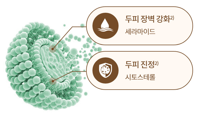 두피 장벽 강화2) 세라마이드 / 두피 진정 시토스테롤2)