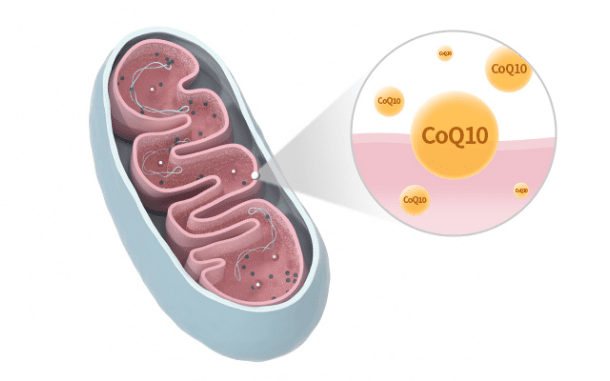 미토콘드리아, 코엔자임 큐텐 효소 관련 일러스트