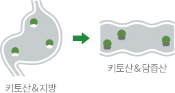 키토산과 지방의 체내 담즙산과 결합을 표현한 이미지